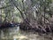 Mangroves In Florida - Airboat Tour II