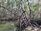 Mangroves In Florida - Airboat Tour IV