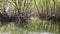 Mangroves forest in river with trees roots growing from water