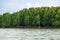 Mangroves Forrest by the Sea, Very Beautiful Green Mangrove island in Thailand
