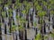 Mangroves, green leaves, clear silver-gray water.