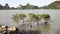 Mangroves growing on the water