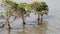 Mangroves growing on the water