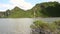 Mangroves growing on the water