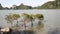 Mangroves growing on the water