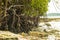 Mangroves at havelock Island