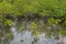 In the mangroves. Hua Hin, Thailand