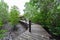 Mangroves inTung Prong Thong or Golden Mangrove Field at Estuary