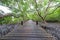 Mangroves inTung Prong Thong or Golden Mangrove Field at Estuary