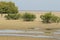 Mangroves at Jamnagar Marine Park when the tide is out