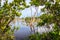 Mangroves near Cayo Jutias on Cuba