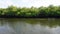 Mangroves at punta rusia