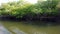 Mangroves at punta rusia