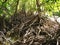 Mangroves, Queensland, Australia