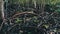 Mangroves in Rainforest, Zanzibar, Tangled Trees Roots in Mud of Swampy Forest