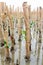 Mangroves reforestation in coast of Thailand
