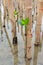 Mangroves reforestation in coast of Thailand