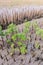 Mangroves reforestation in coast of Thailand