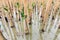 Mangroves reforestation in coast of Thailand