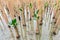 Mangroves reforestation in coast of Thailand