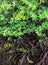 Mangroves Rhizophora mucronata Root and green leaves