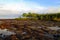 Mangroves and Rock Pools