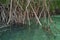 Mangroves roots up close, Mogo Mogo island, Panama.