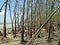 mangroves at Sundarban, Bangladesh