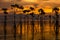 Mangroves during sunset, Thailand