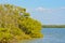Mangroves on Tampa Bay, at Picnic Island County Park in Tampa,Florida