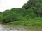 Mangroves on Tonle Sap Lake