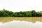 Mangroves tree background.