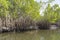 Mangroves trees