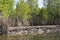 Mangroves trees