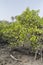 Mangroves trees