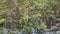 Mangroves trees, parque lineal kennedy, guayaquil, ecuador