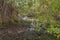 Mangroves trees, parque lineal kennedy, guayaquil, ecuador