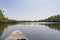 Mangroves trees and river.