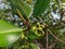 Mangroves are a type of dicot plant that live in brackish water and seawater habitats.