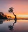 The Mangroves of Walakiri Beach, Sumba Island, Indonesia during sunset and low tide in soft light. Called Dancing trees.