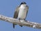 Mangrovezwaluw, Mangrove Swallow, Tachycineta albilinea