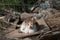 A mangy, calico, feral kitten rests on a discarded wooden board in a forest