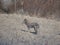 Mangy coyote at Rocky Mountain Arsenal