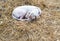 Mangy dog sleeping on the dry straw