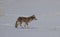 A mangy looking coyote walking and hunting through a snow covered farm field in Canada