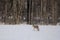 A mangy looking coyote walking and hunting through a snow covered farm field in Canada