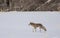 Mangy looking coyote walking and hunting through a snow covered farm field in Canada