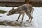 Mangy Scrawny Coyote III - Canis latrans - Sarcoptes scabiei