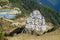 Mani colour Stones with Buddhist mantra Om mani padme hum in Himalaya Nepal