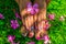 Manicure hands and feet on a grass background